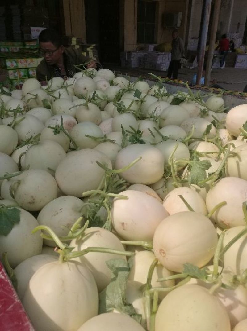 陕西东方蜜白甜瓜精品1斤以上