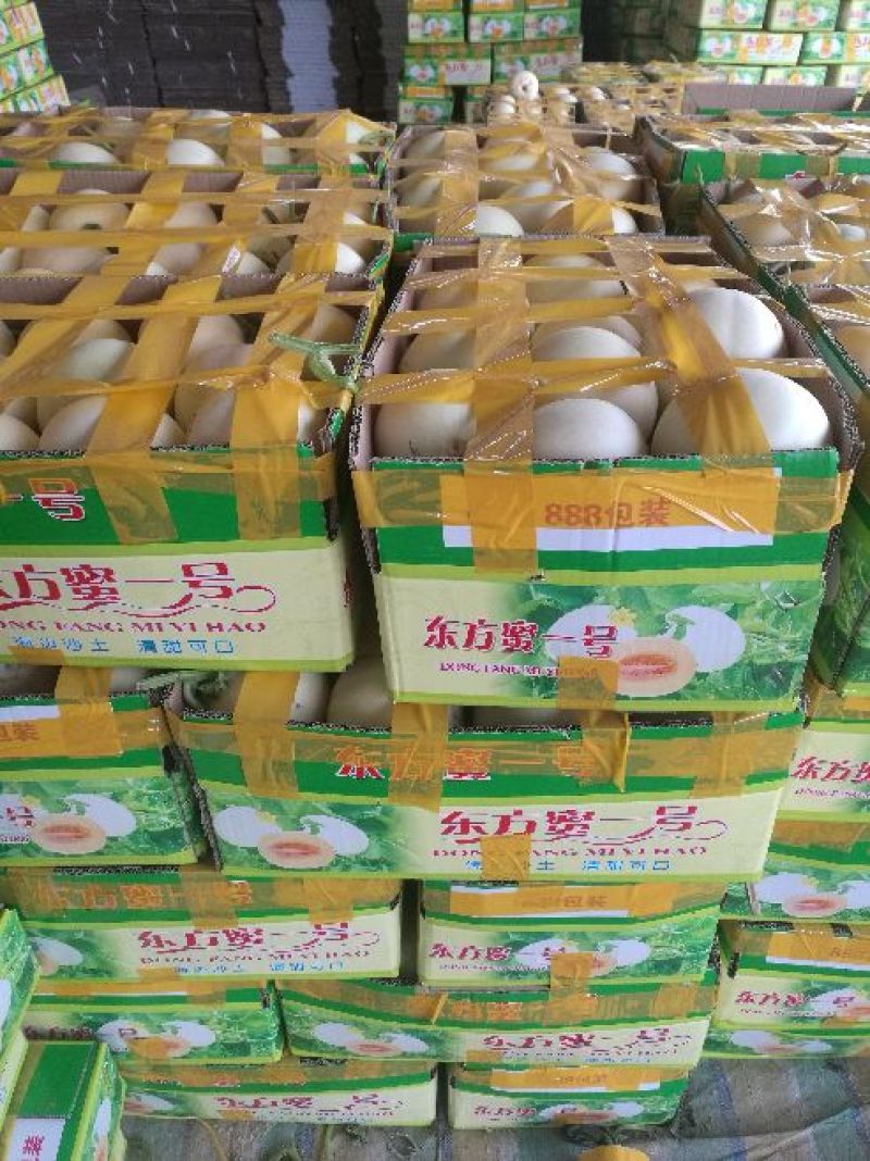 陕西东方蜜白甜瓜精品1斤以上