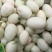 陕西东方蜜白甜瓜精品1斤以上