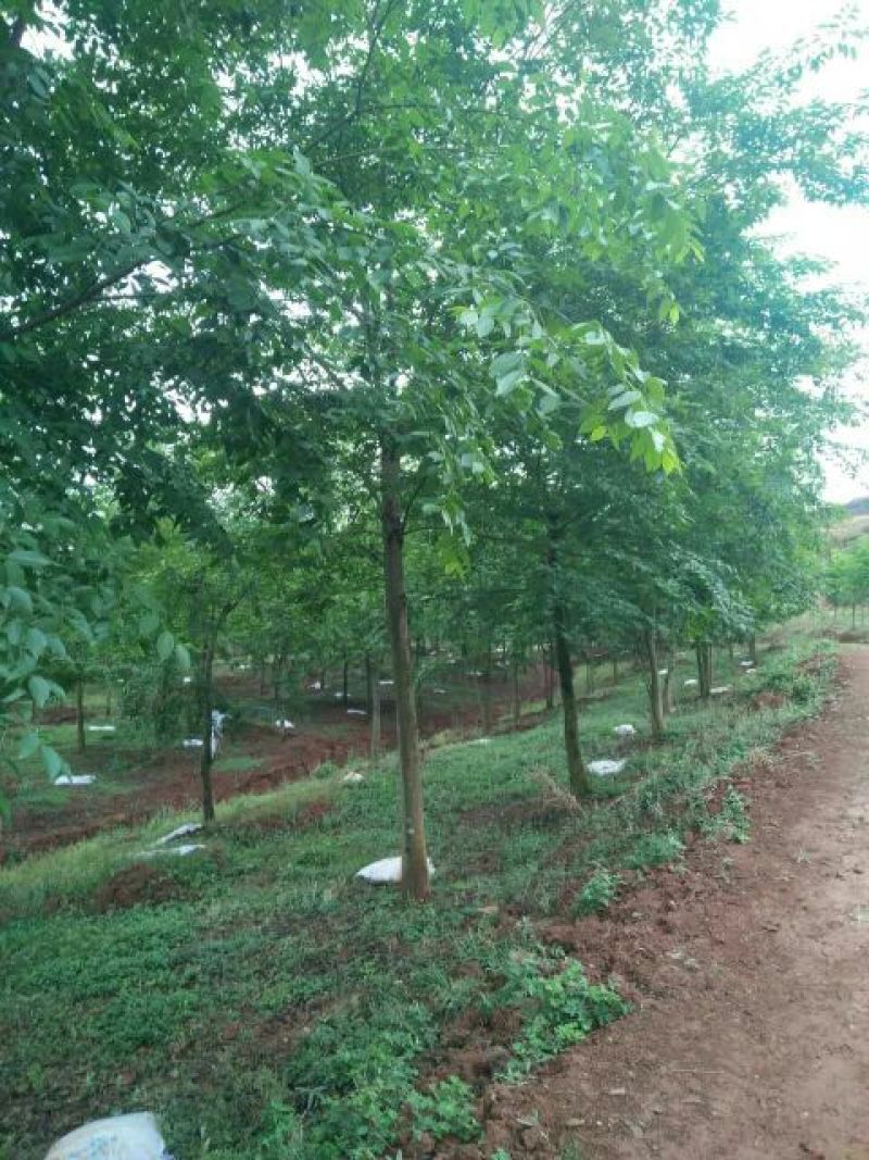 小叶朴2.5~3m15~20cm