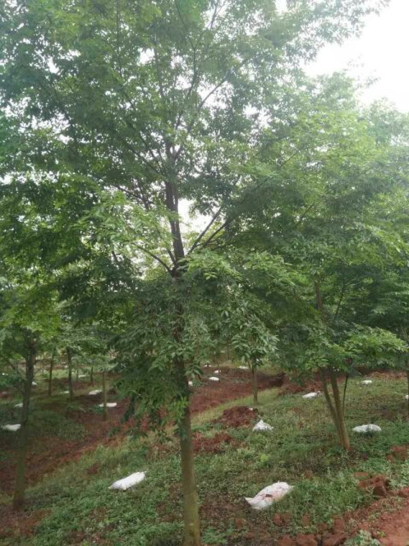 小叶朴2.5~3m15~20cm