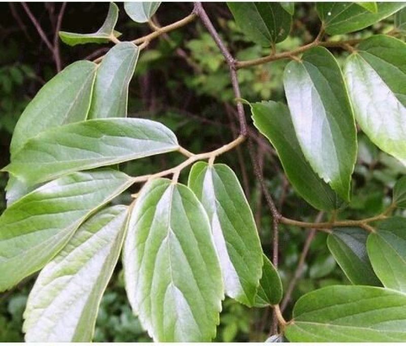 小叶朴2.5~3m15~20cm