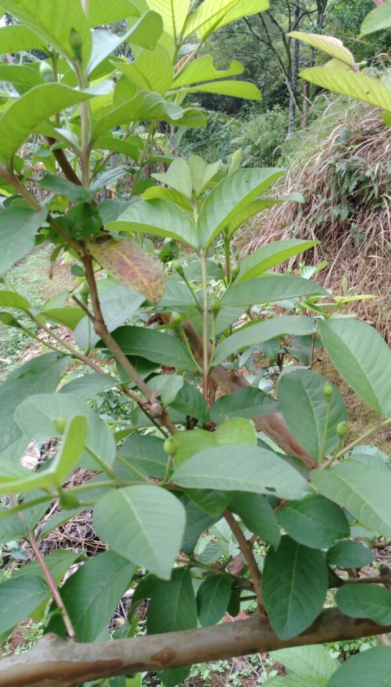 番石榴苗30~50cm
