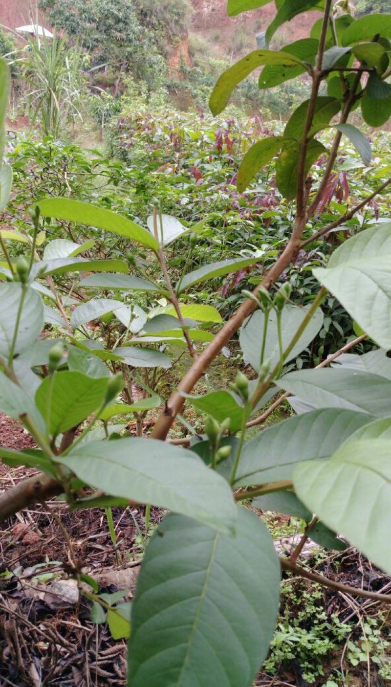 番石榴苗30~50cm