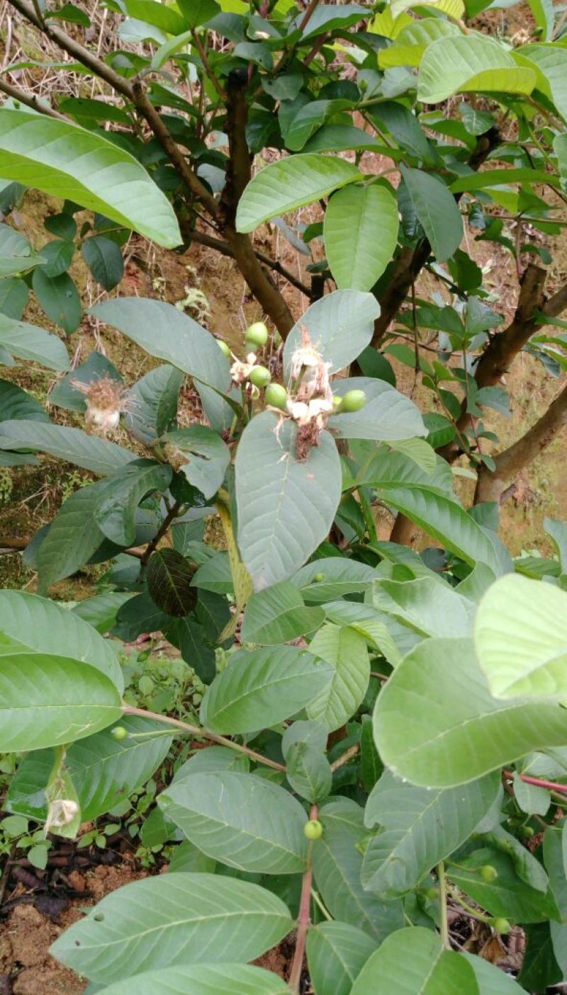 番石榴苗30~50cm