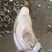 生蚝，海蛎子，湛江蚝，