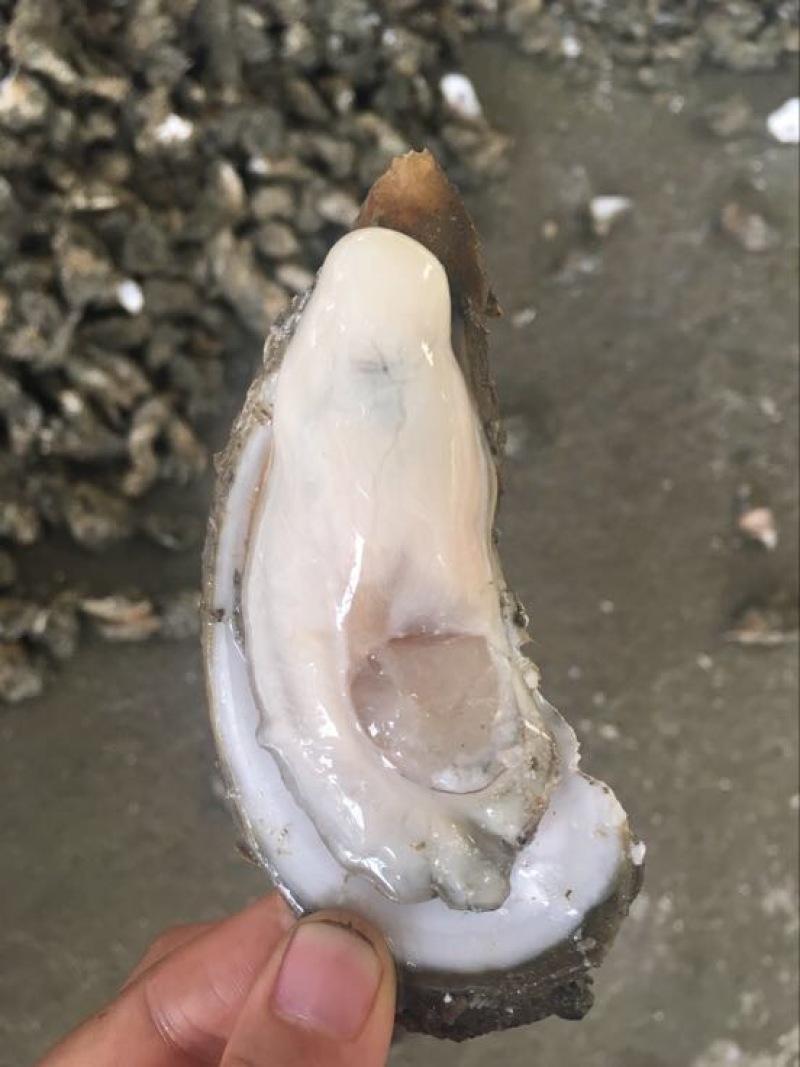 生蚝，海蛎子，湛江蚝，