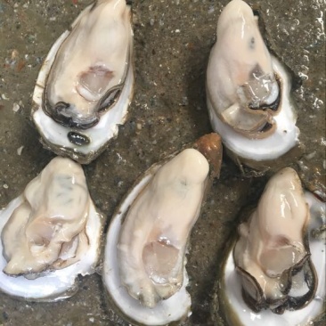 生蚝，海蛎子，湛江蚝，