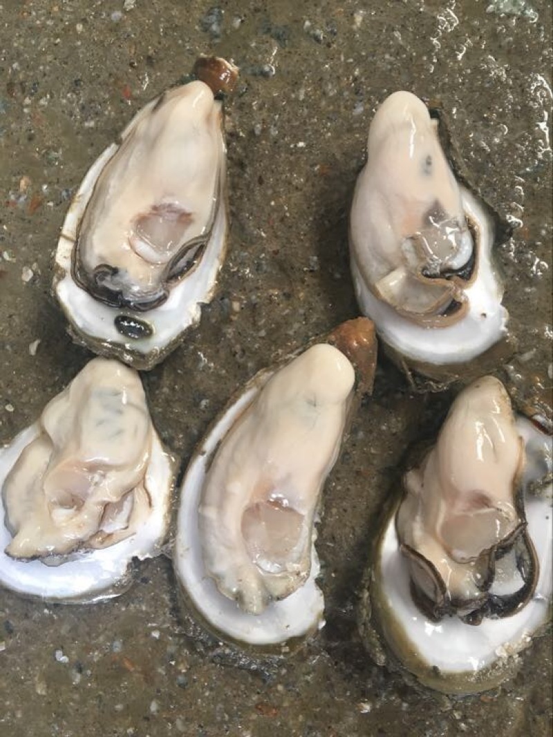 生蚝，海蛎子，湛江蚝，