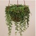 吊兰30~50cm