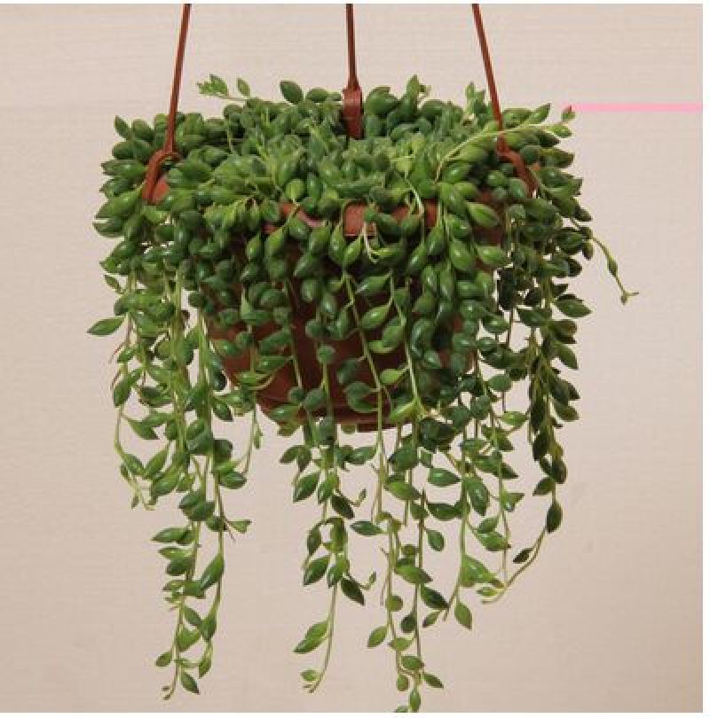 吊兰30~50cm