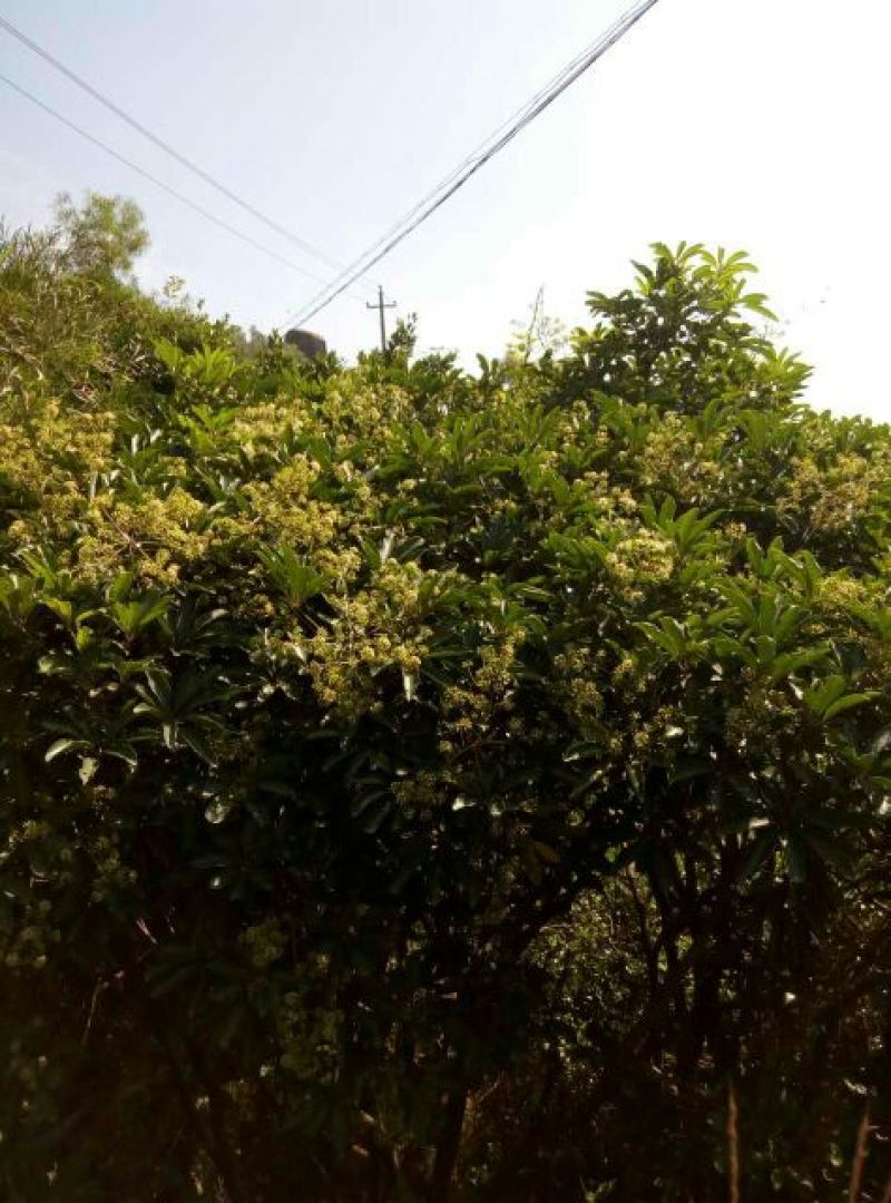 百花冬蜜1斤