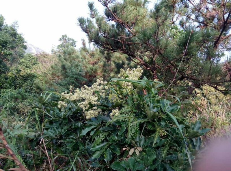 百花冬蜜1斤