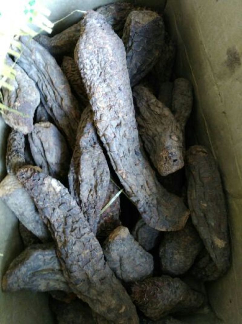 药用肉苁蓉，沙漠人参，大芸，管花肉苁蓉