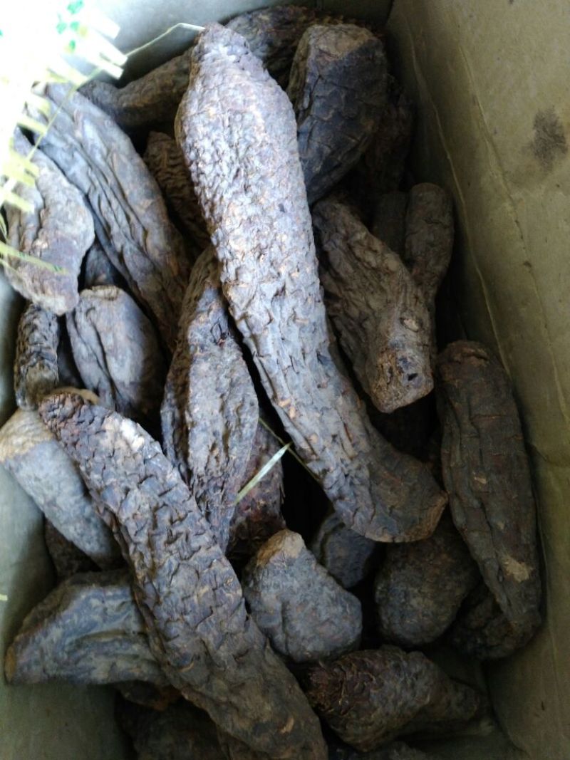 药用肉苁蓉，沙漠人参，大芸，管花肉苁蓉