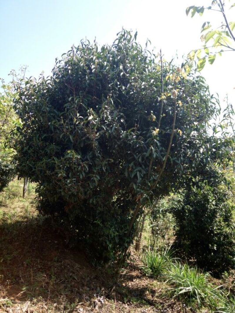 古树茶二级