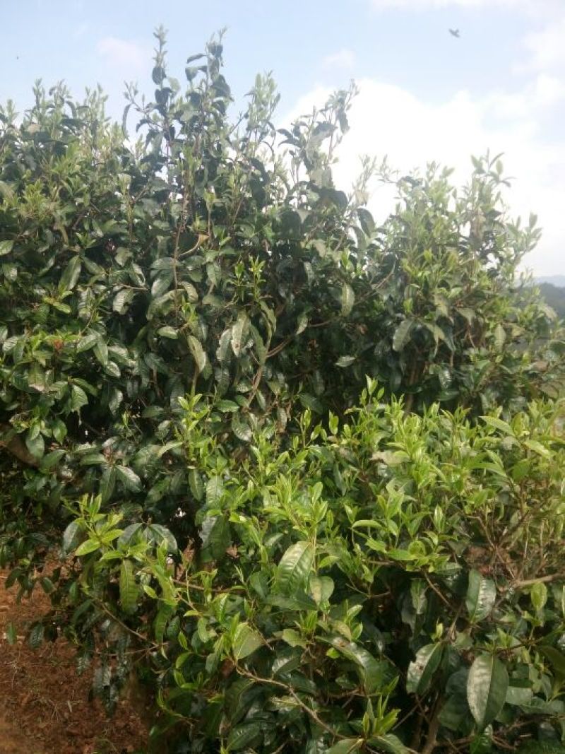 古树茶二级