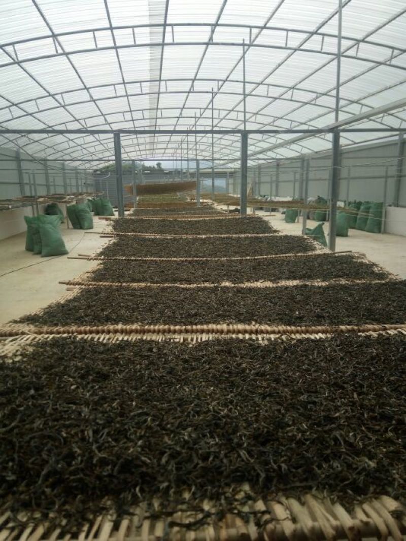 古树茶二级