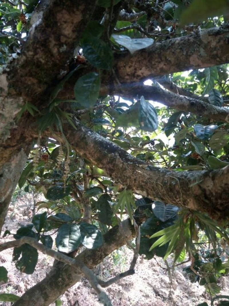 古树茶二级