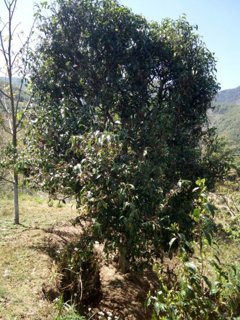 古树茶二级