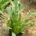 金鸡菊10cm以下