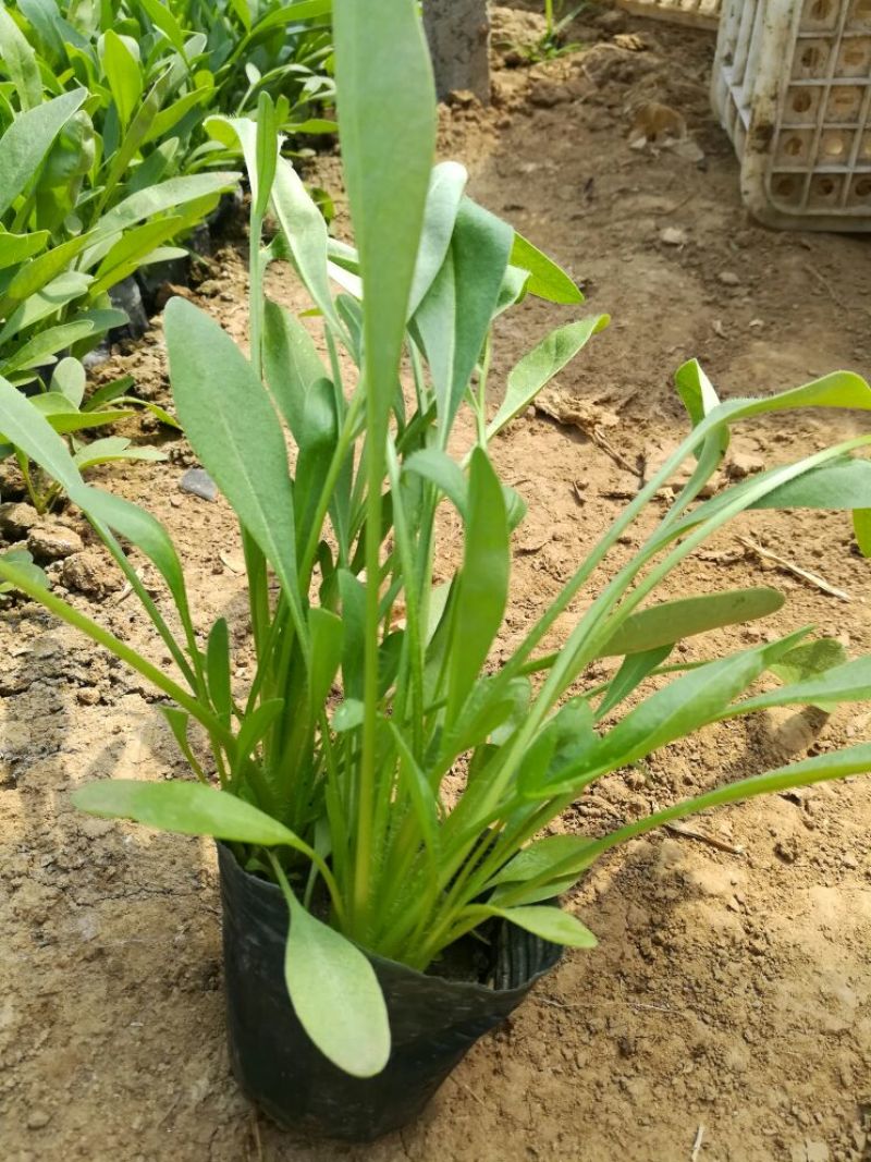 金鸡菊10cm以下