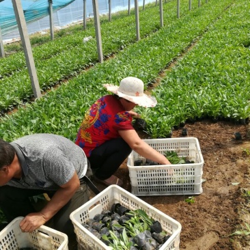 金鸡菊10cm以下