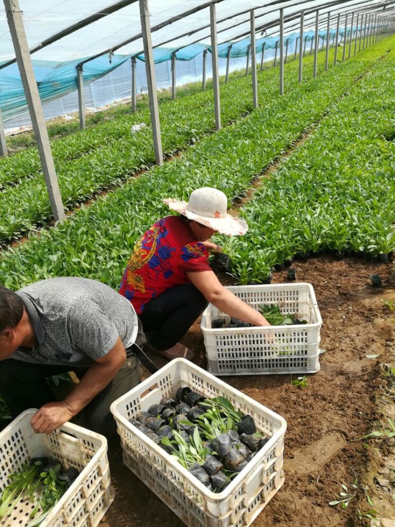 金鸡菊10cm以下