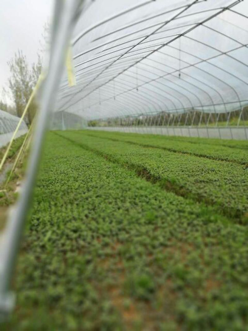 皇菊茶一级