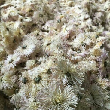 皇菊茶一级
