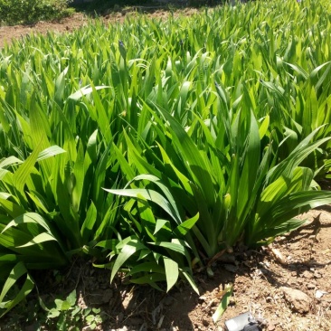 蝴蝶花鸢尾花