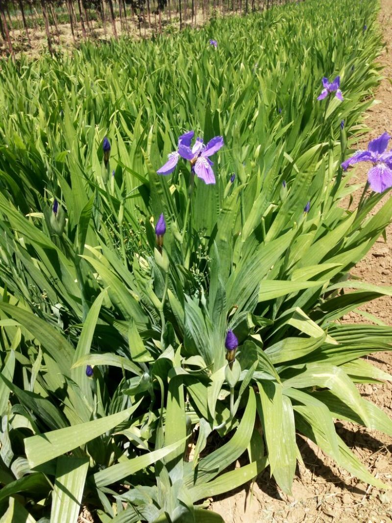 蝴蝶花鸢尾花