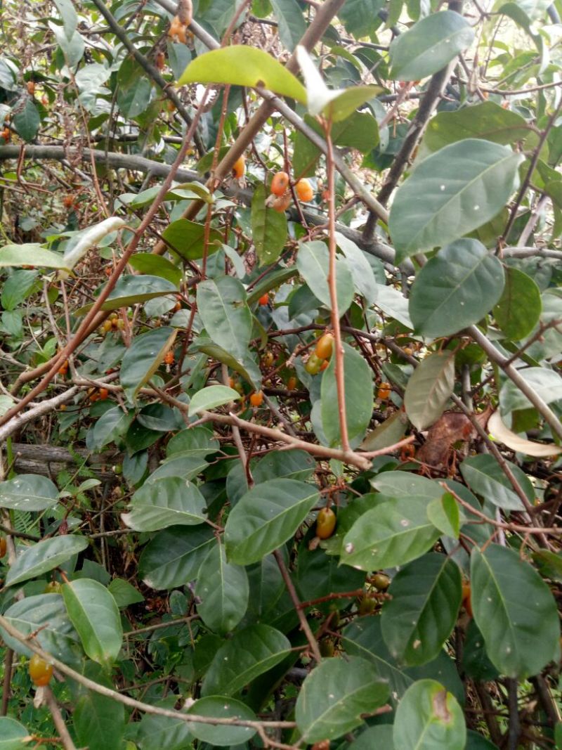 羊奶果