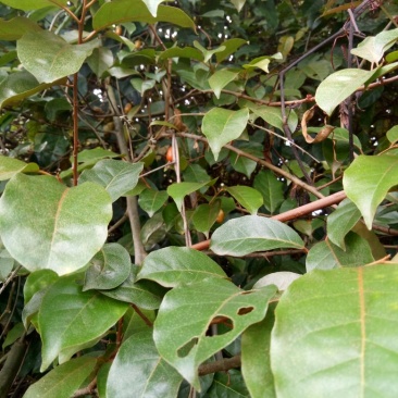 羊奶果