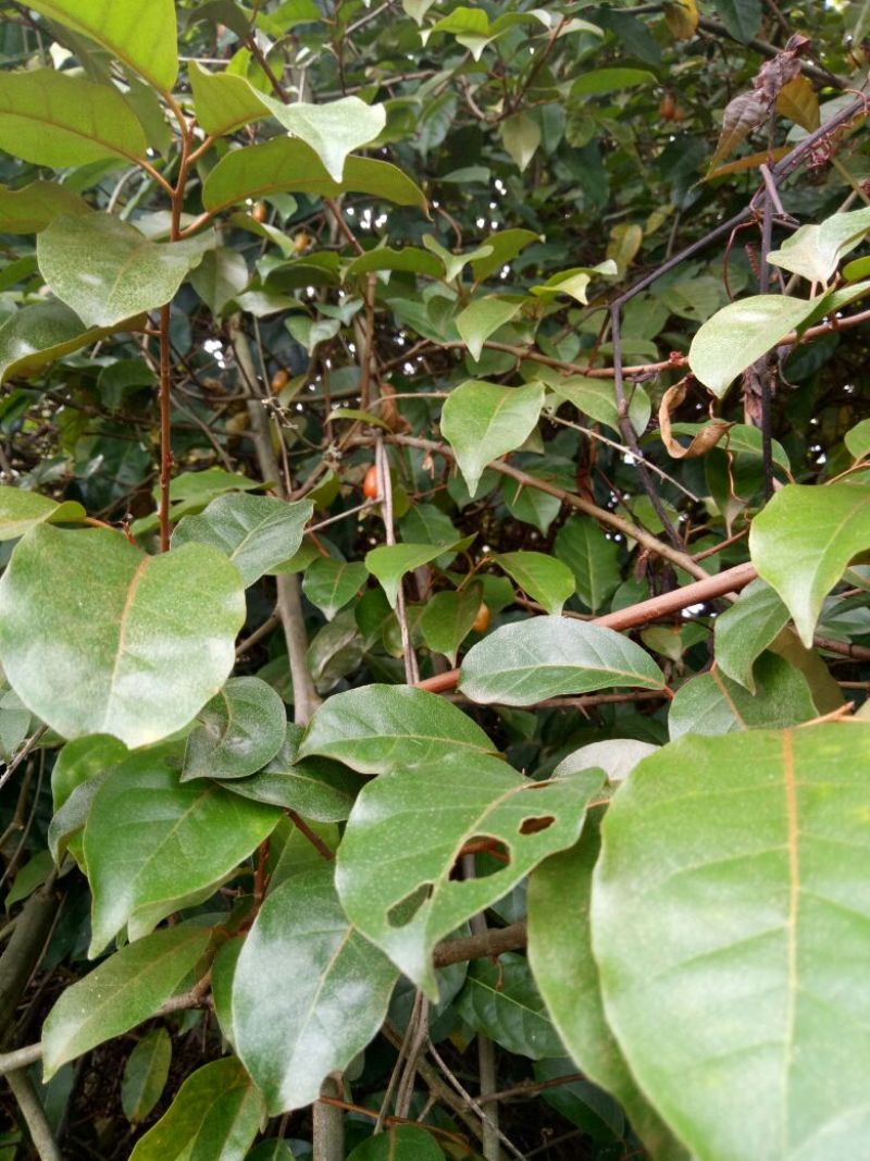 羊奶果