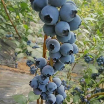 蓝莓鲜果12~14mm以上