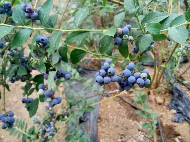 蓝莓鲜果12~14mm以上
