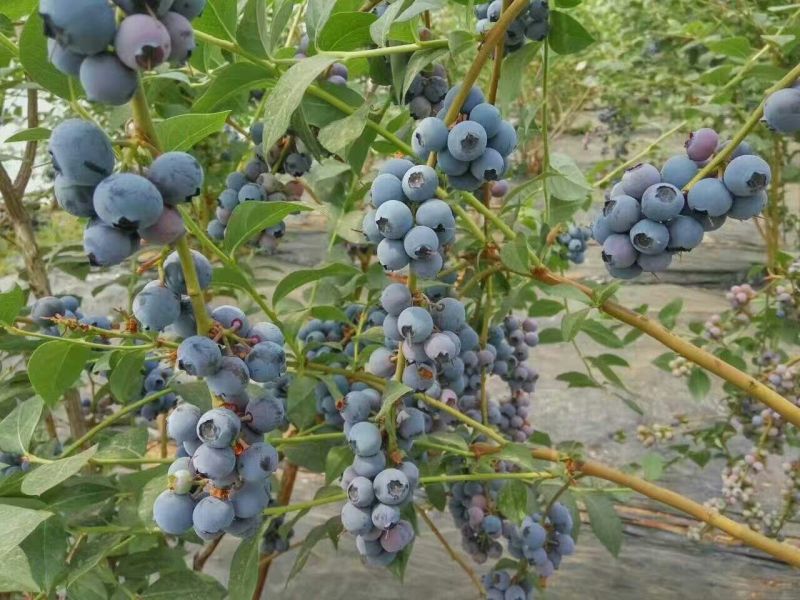 蓝莓鲜果12~14mm以上