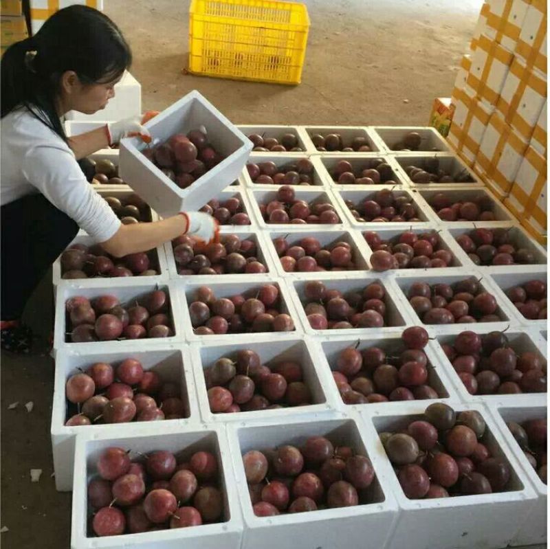 百香果紫果60~70g