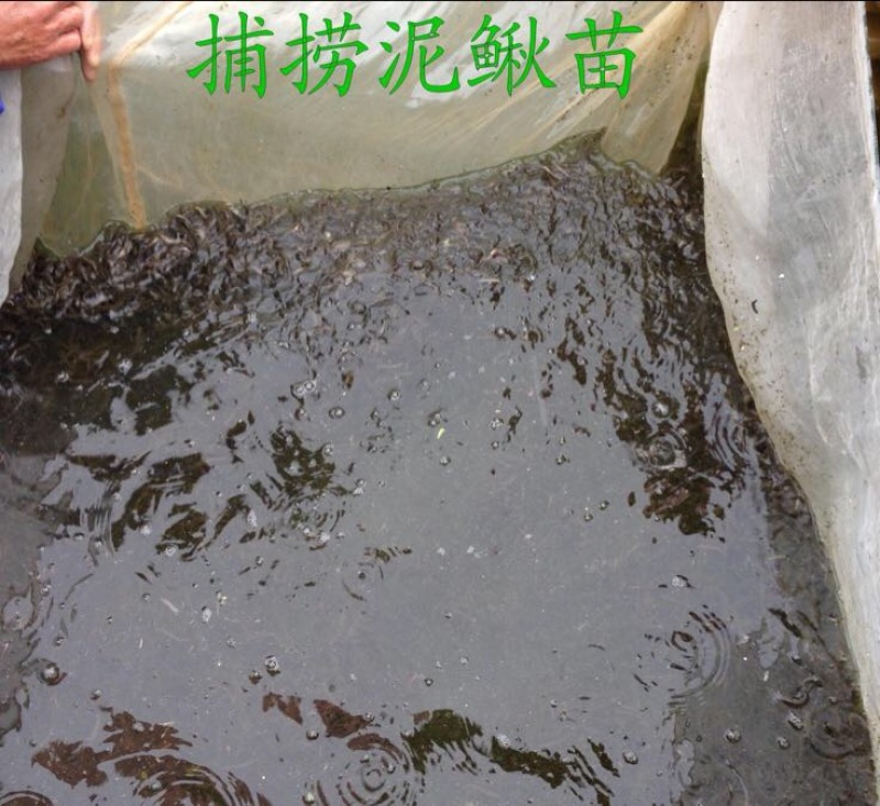 泥鳅苗