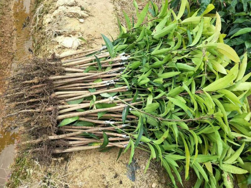 金煌芒树苗1m以下