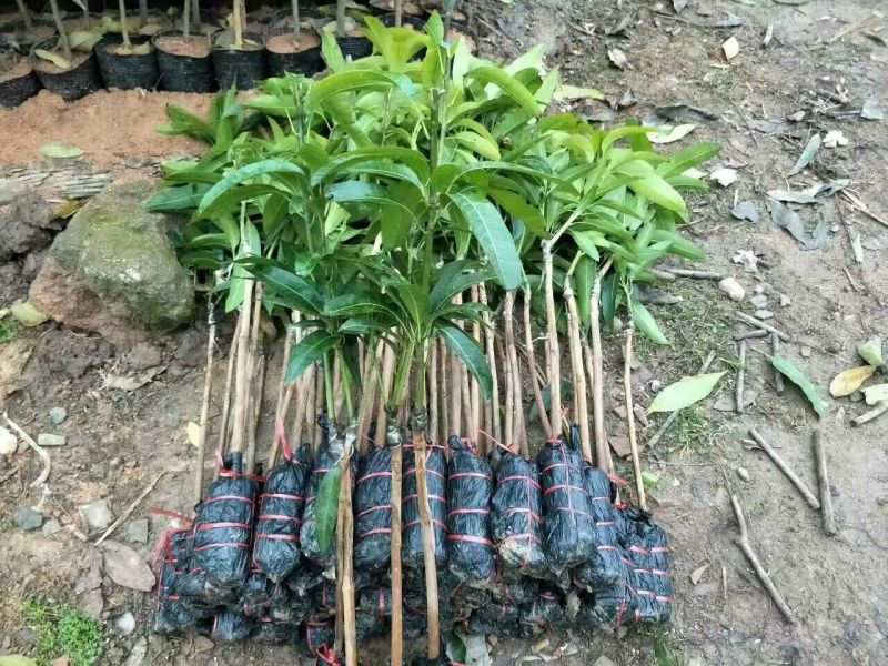 金煌芒树苗1m以下