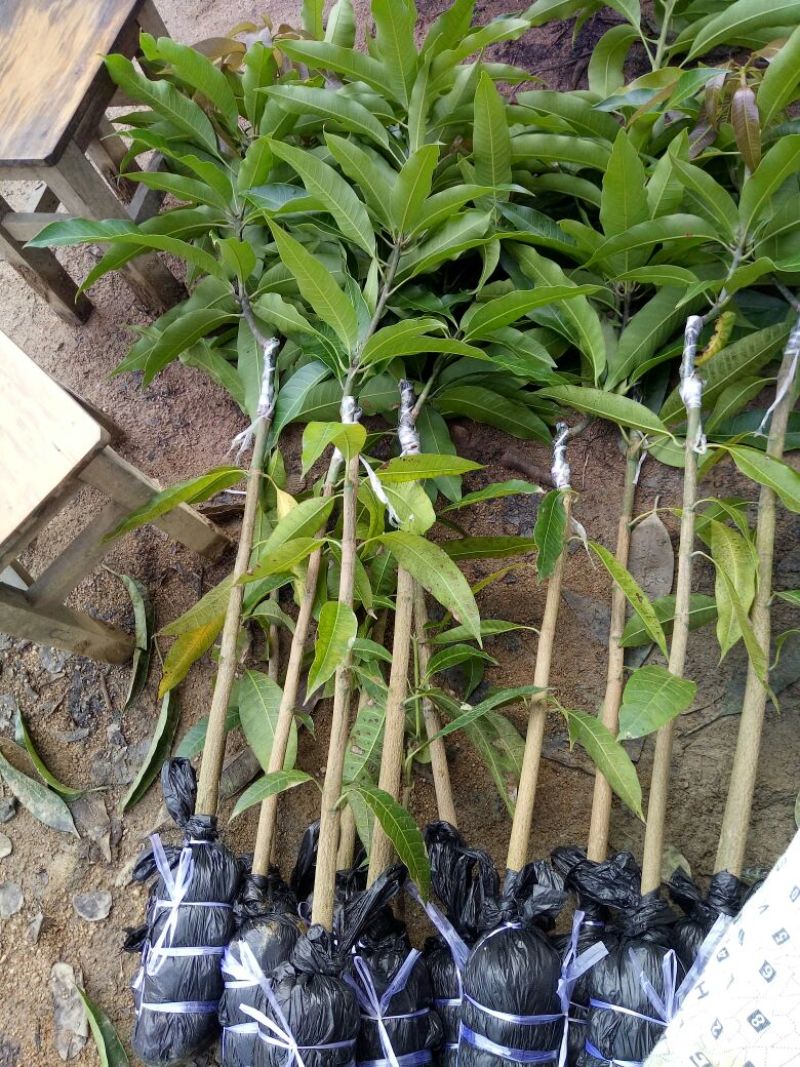 金煌芒树苗1m以下