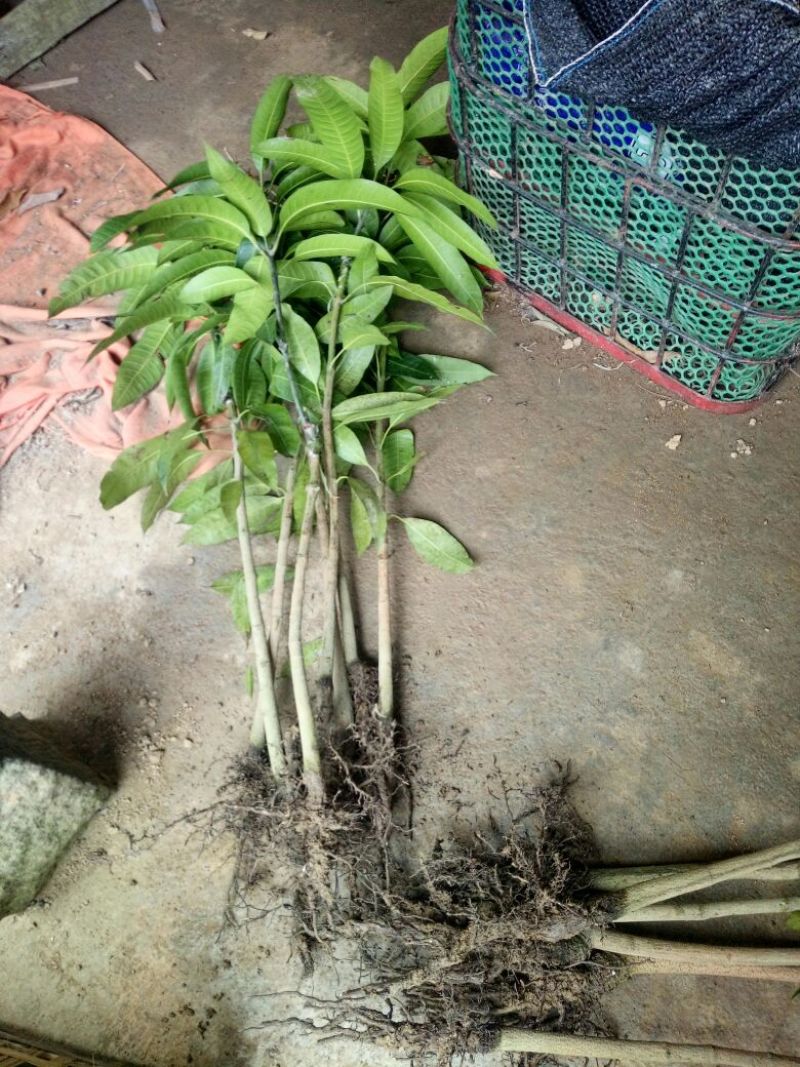 金煌芒树苗1m以下