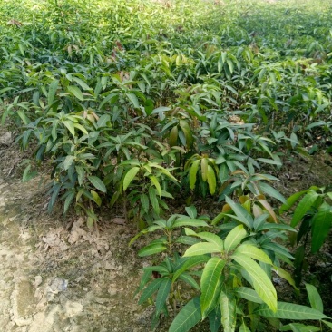 金煌芒树苗1m以下