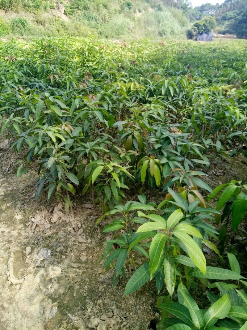 金煌芒树苗1m以下