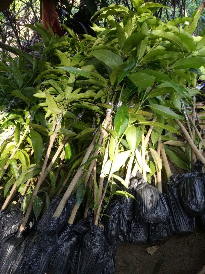 金煌芒树苗1m以下