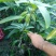 金煌芒树苗1m以下