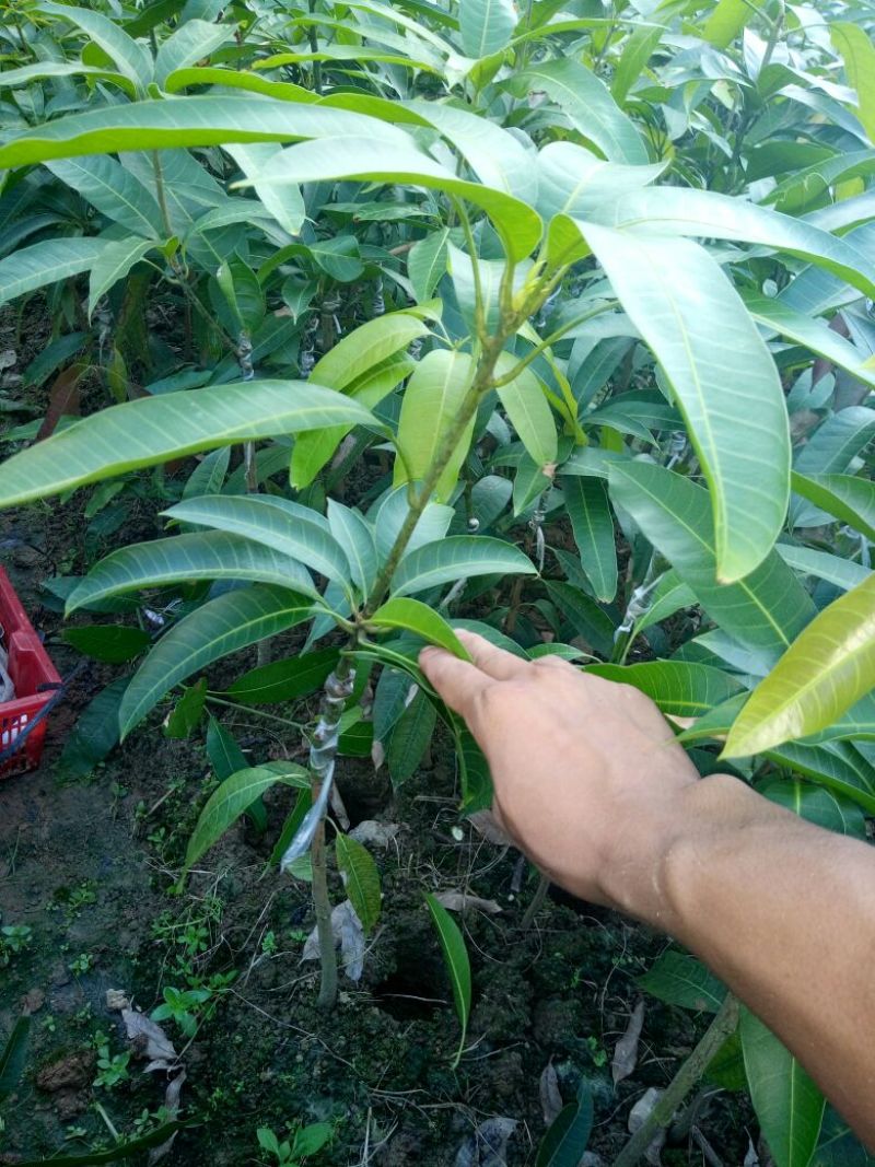 金煌芒树苗1m以下
