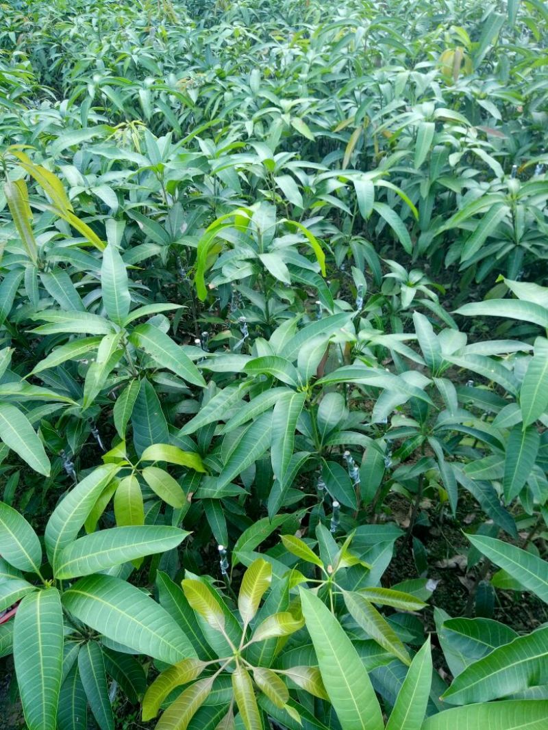 金煌芒树苗1m以下